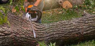 Best Tree Cabling and Bracing  in Woodstock, AL