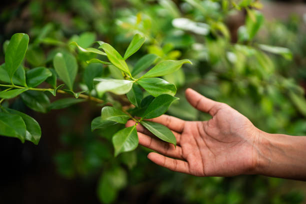 Best Lawn Pest Prevention  in Woodstock, AL