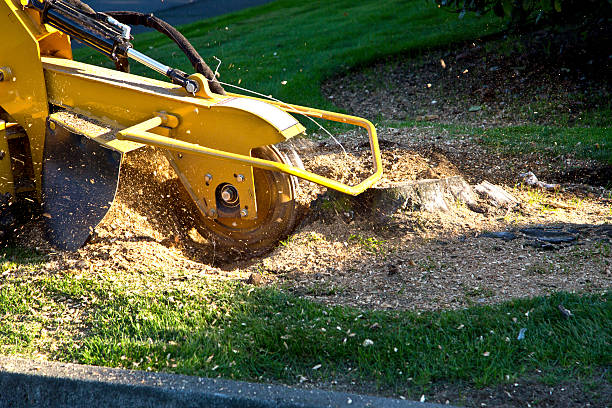 Best Grass Overseeding  in Woodstock, AL