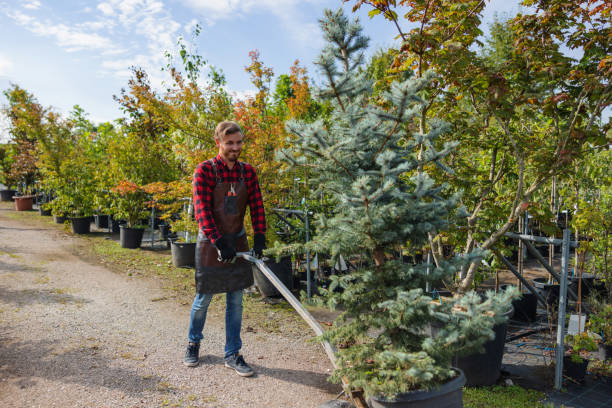 Best Tree Planting  in Woodstock, AL